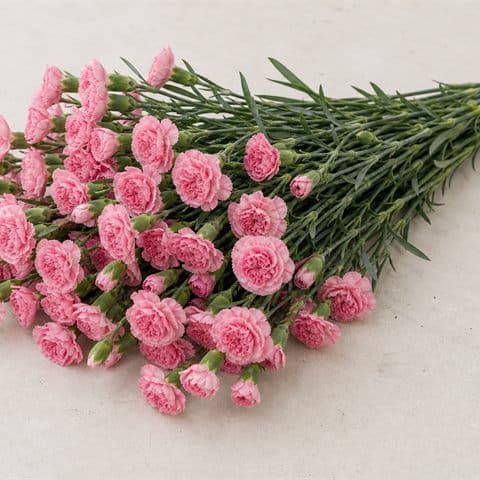 카네이션 핑크